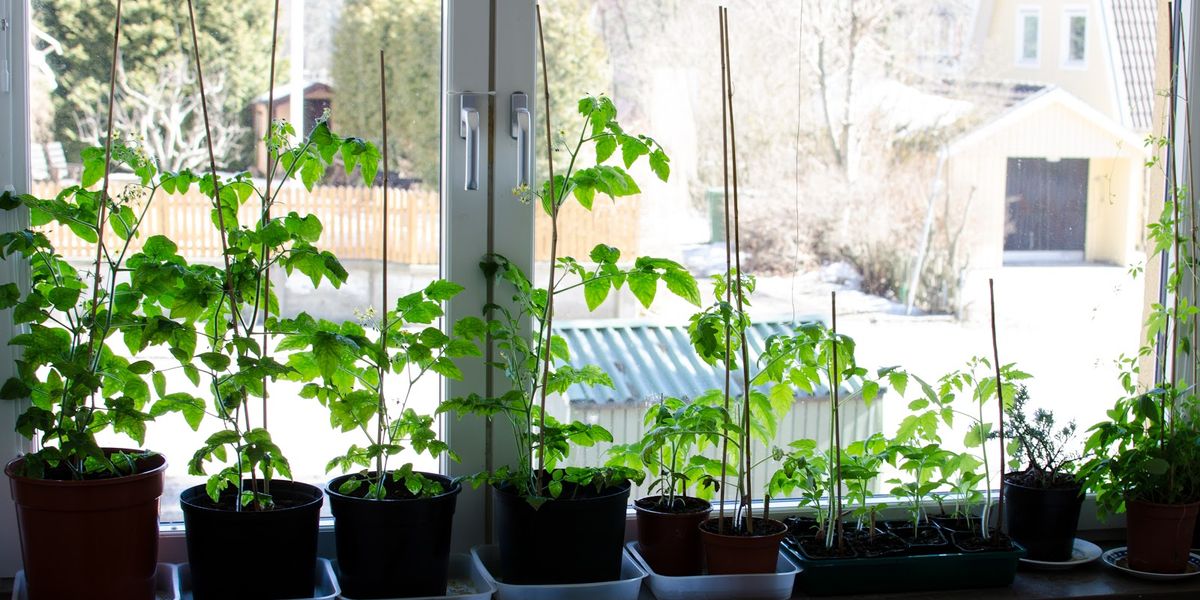 Томаты на подоконнике: как правильно выращивать помидоры в комнате